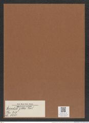 Euodia gibba Bail. (de-Toni-Nr.: Genus 210, Species 5281) Zeichnungen Sammlung Grunow Mappe 05044 (Herbarium_W_Grunow_drawings_Folder_05044)